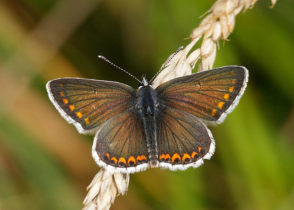 Brown Argus Aricia agestis