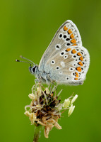 Brown Argus Aricia agestis