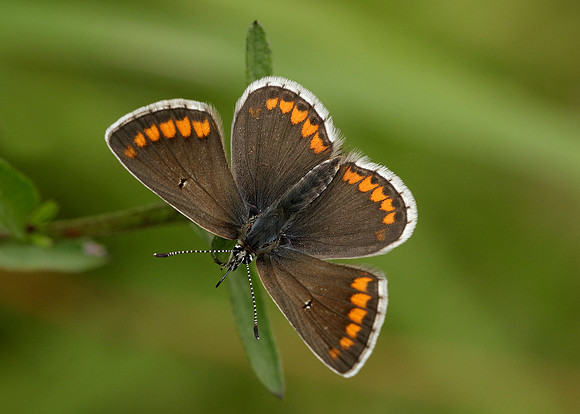 Brown Argus Aricia agestis