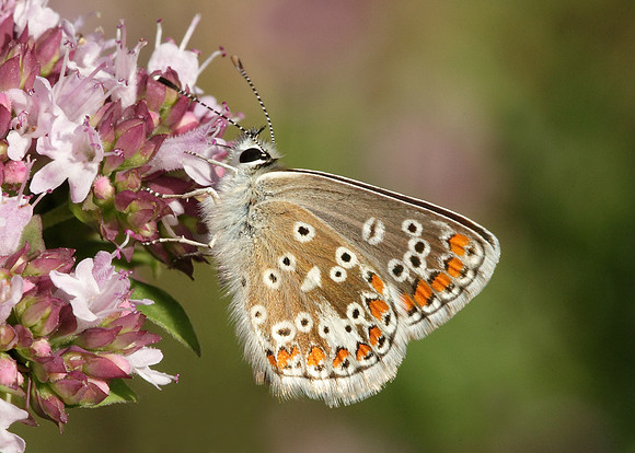 Brown Argus Aricia agestis