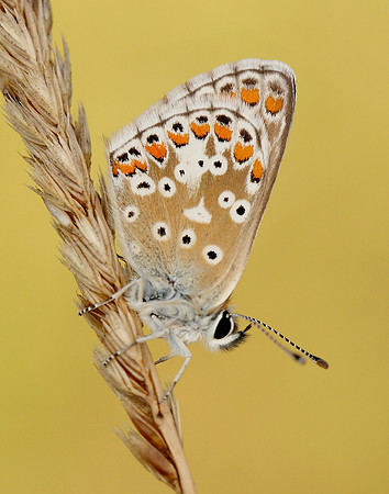 Brown Argus Aricia agestis