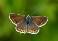 Brown Argus Aricia agestis
