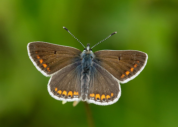 Brown Argus Aricia agestis