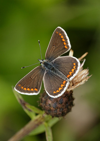 Brown Argus Aricia agestis