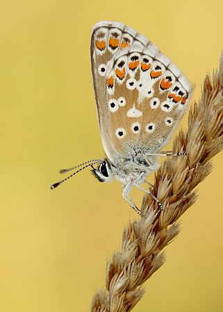 Brown Argus Aricia agestis
