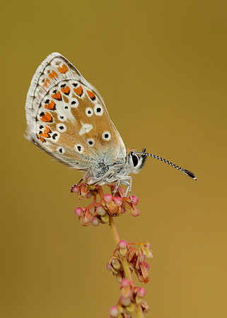 Brown Argus Aricia agestis