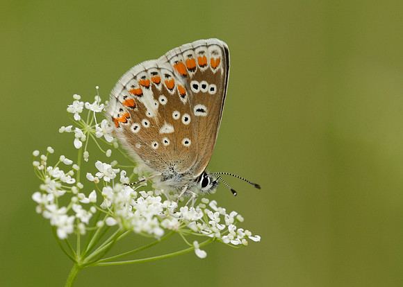 Brown Argus Aricia agestis