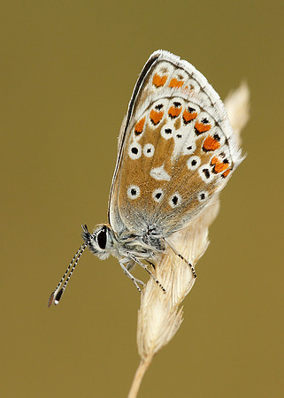 Brown Argus Aricia agestis