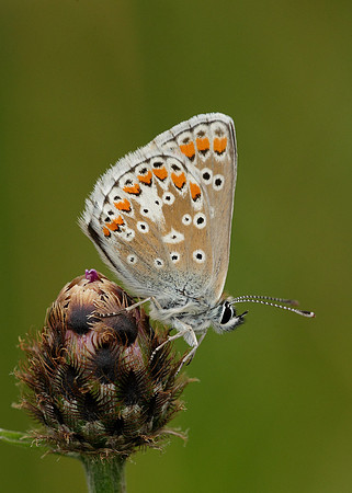Brown Argus Aricia agestis