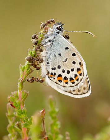 Silver-studded Blue Plebeius argus