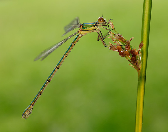 Willow Emerald Chalcolestes viridis
