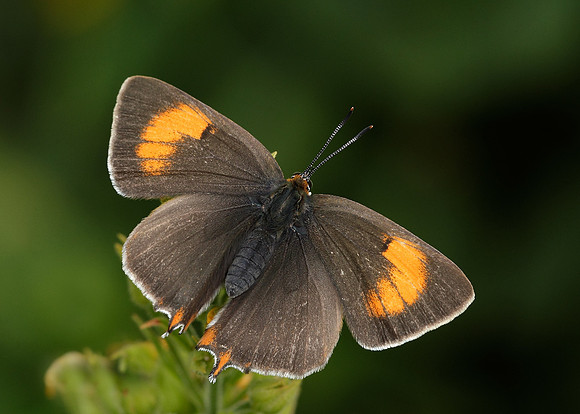 Brown Hairstreak Thecla betulae