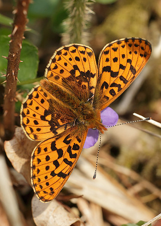 Pearl-Bordered Fritillary Boloria euphrosyne
