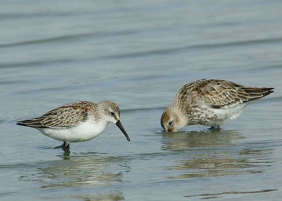 Western Sandpiper Calidris maura