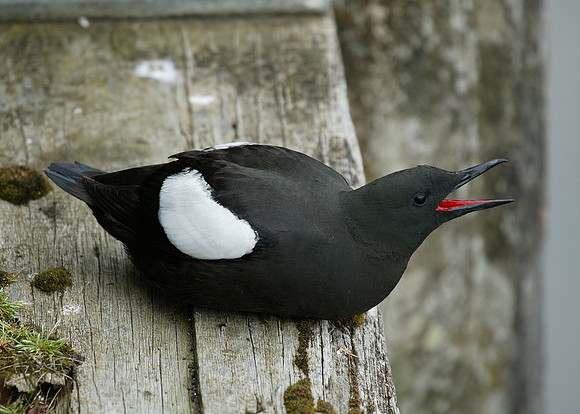 Black Guillemot Cepphus grylle