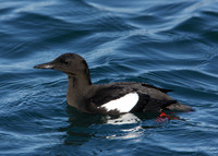 Black Guillemot Cepphus grylle