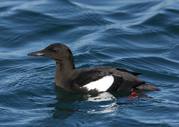 Black Guillemot Cepphus grylle