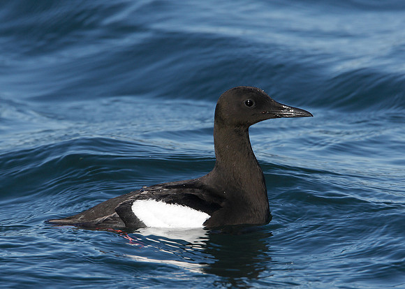 Black Guillemot Cepphus grylle