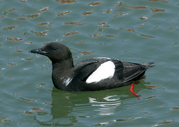 Black Guillemot Cepphus grylle
