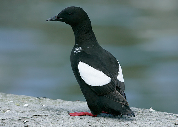 Black Guillemot Cepphus grylle