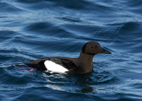 Black Guillemot Cepphus grylle