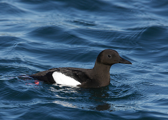 Black Guillemot Cepphus grylle