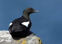 Black Guillemot Cepphus grylle