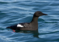 Black Guillemot Cepphus grylle