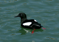 Black Guillemot Cepphus grylle