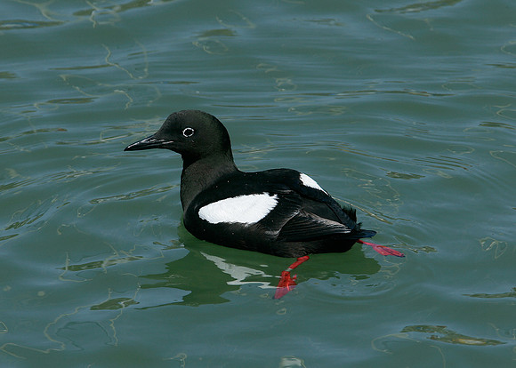 Black Guillemot Cepphus grylle
