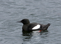 Black Guillemot Cepphus grylle