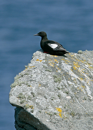 Black Guillemot Cepphus grylle