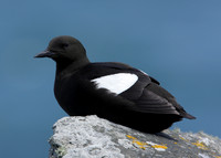 Black Guillemot Cepphus grylle
