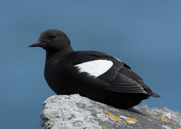 Black Guillemot Cepphus grylle