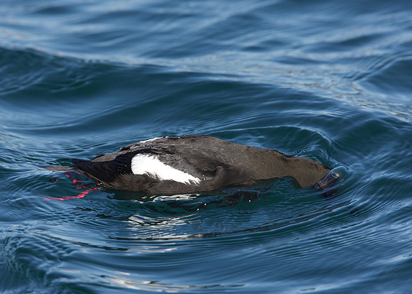 Black Guillemot Cepphus grylle