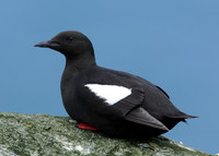 Black Guillemot Cepphus grylle