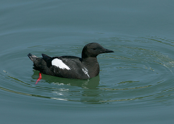 Black Guillemot Cepphus grylle
