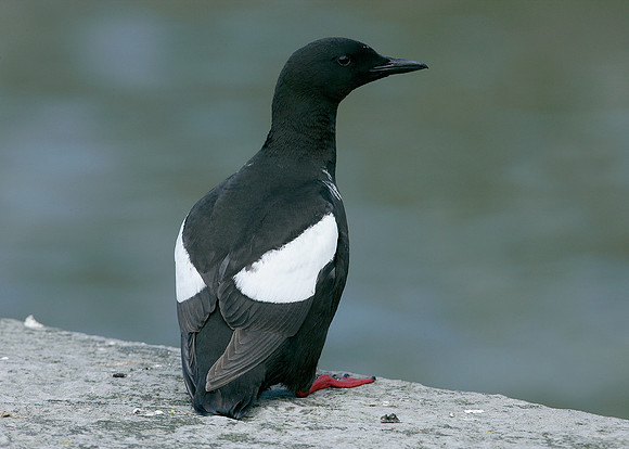 Black Guillemot Cepphus grylle