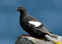 Black Guillemot Cepphus grylle
