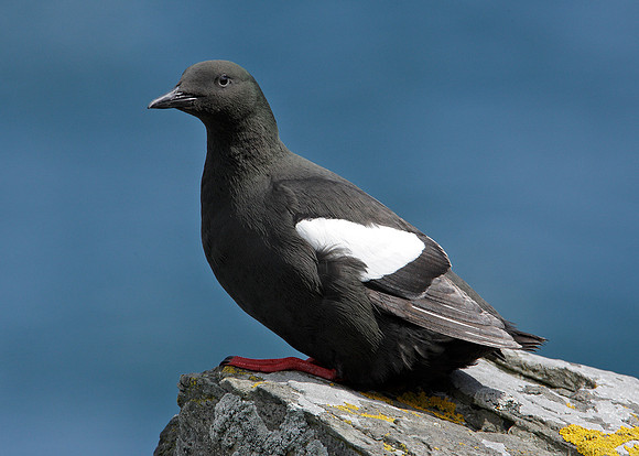Black Guillemot Cepphus grylle