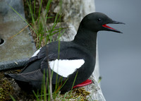 Black Guillemot Cepphus grylle