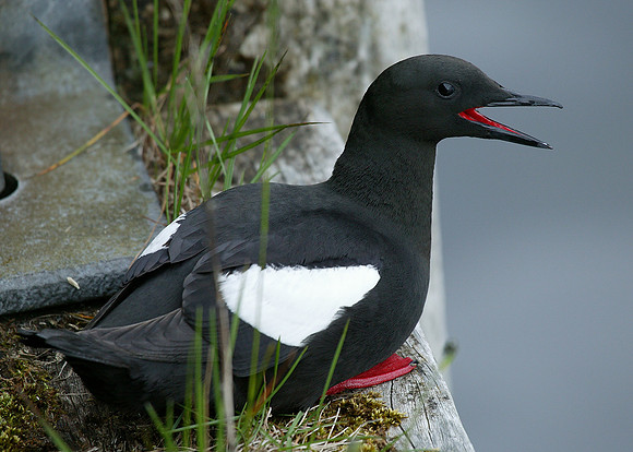 Black Guillemot Cepphus grylle