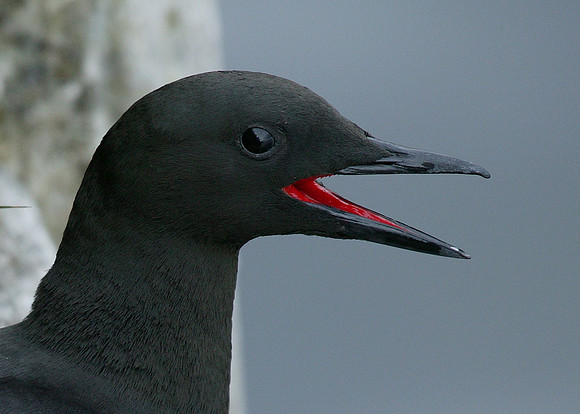 Black Guillemot Cepphus grylle