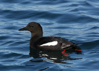 Black Guillemot Cepphus grylle