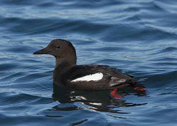 Black Guillemot Cepphus grylle