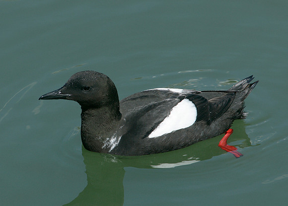 Black Guillemot Cepphus grylle
