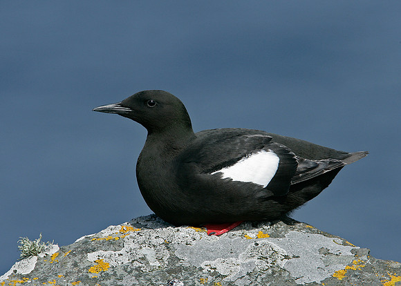 Black Guillemot Cepphus grylle