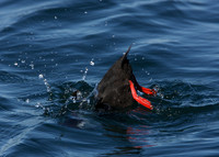 Black Guillemot Cepphus grylle