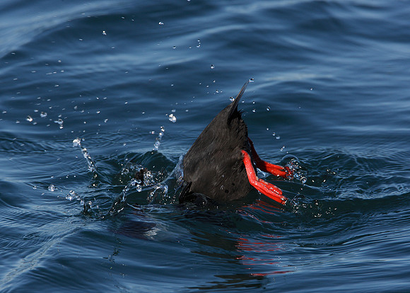 Black Guillemot Cepphus grylle