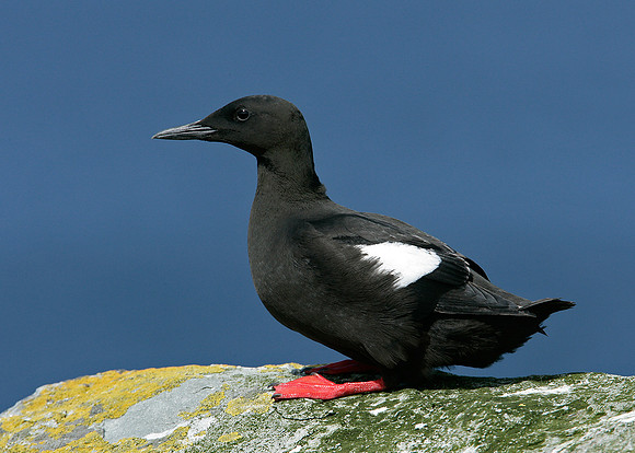 Black Guillemot Cepphus grylle